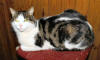Charlie the cat at Strathmore Arms SPW JL 070407