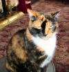 Steffi in Fat Cat, Sheffield